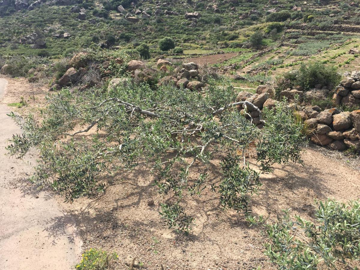 Dammusi Il Serralh -Pantelleria- Villa Scauri  Kültér fotó