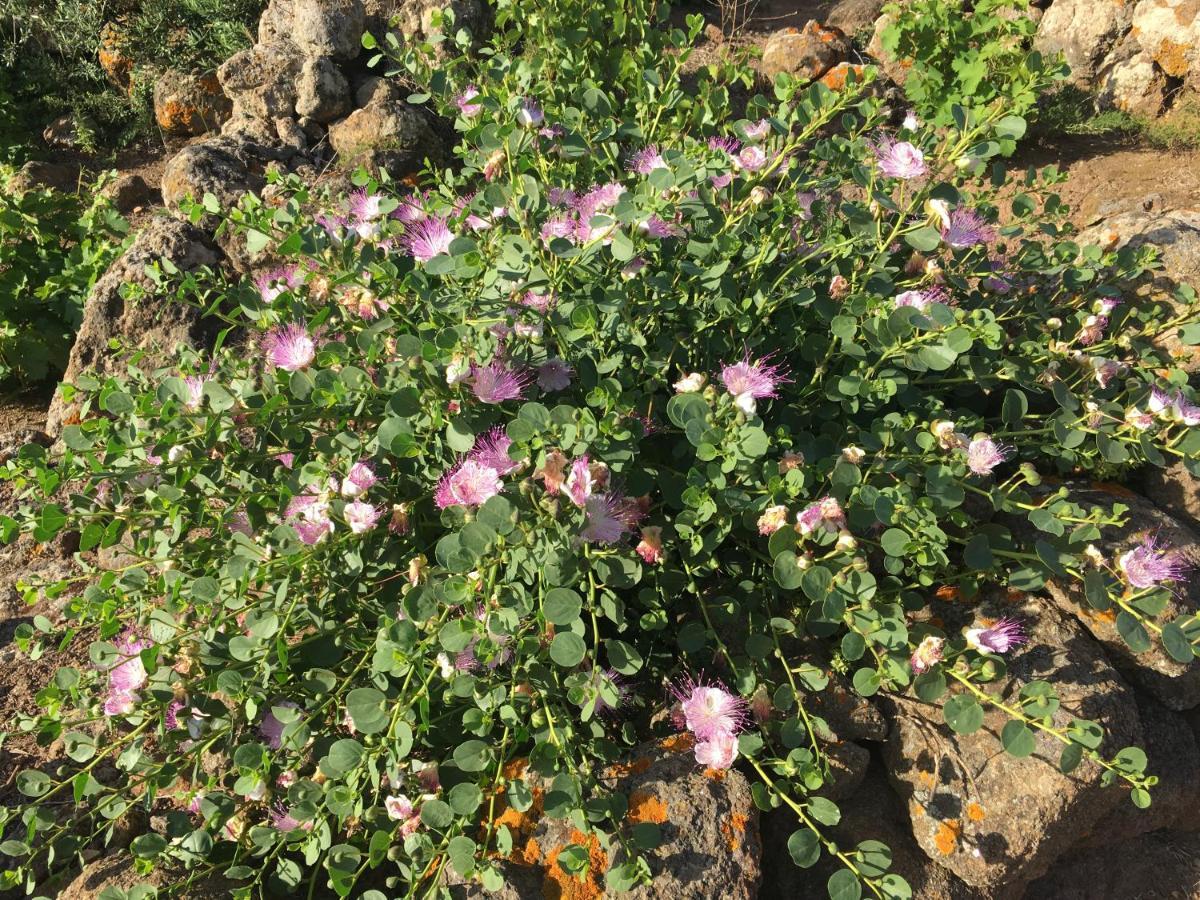 Dammusi Il Serralh -Pantelleria- Villa Scauri  Kültér fotó